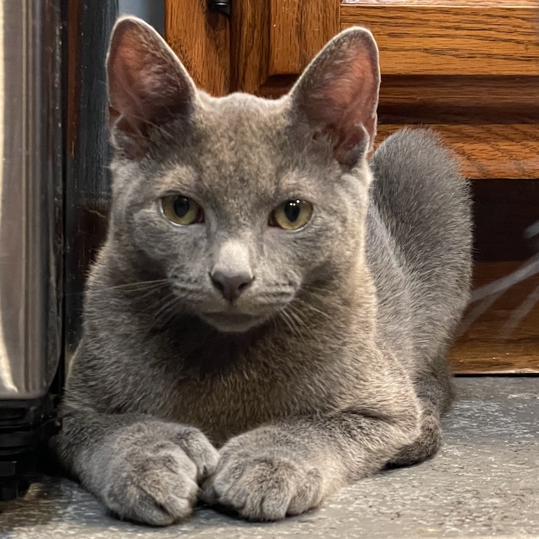 Profile photo of Atreus