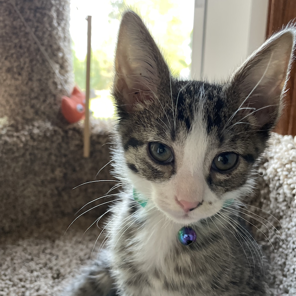 Profile photo of Kratos
