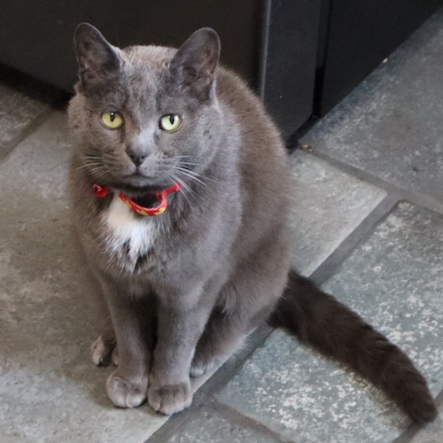 Profile photo of Pea
